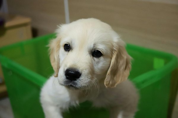 Golden retriever à 1 an : votre compagnon idéal en pleine forme