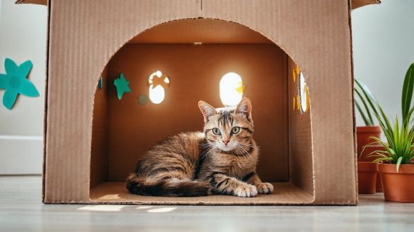Choisissez une maison en carton pour chat : entre confort et écologie